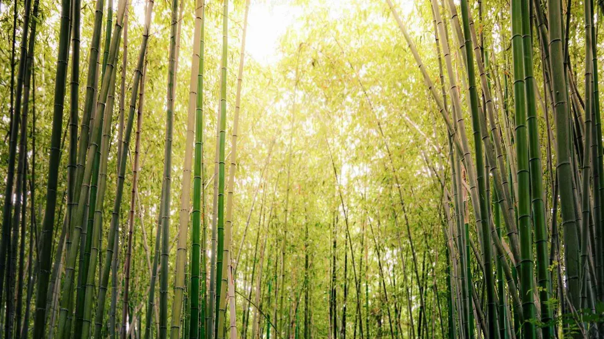 Small group walking the Arashiyama bamboo grove after a Hozugawa river boat ride with train and onsen day tour
